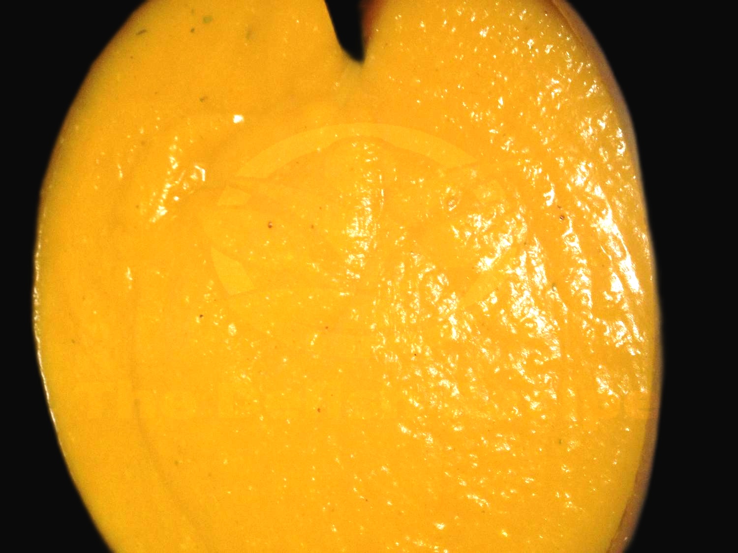 Roasted Butternut Squash Cream Soup with Ginger
